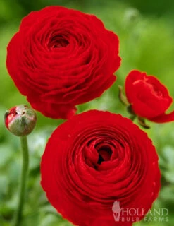 Menu Mixed Buttercup -Gardening Series Store 78115 mixed buttercups 4