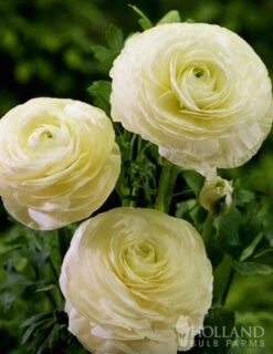 Menu Mixed Buttercup -Gardening Series Store 78115 mixed buttercups 5