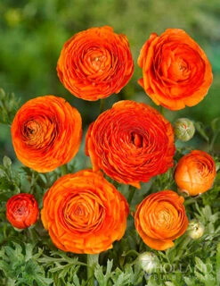 Menu Summer Bouquet Garden -Gardening Series Store 78115 mixed ranunculus 1