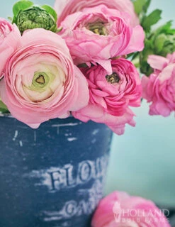 Menu Pink Tecolote® Ranunculus -Gardening Series Store 78116 pink ranunculus 2