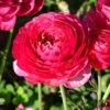 Menu Pink Tecolote® Ranunculus -Gardening Series Store 78116 pink ranunculus 3