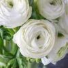 Menu White Tecolote® Ranunculus -Gardening Series Store 78117 white ranunculus 2