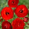 Menu Red Tecolote® Ranunculus -Gardening Series Store 78118 red ranunculus