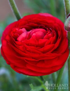 Menu Red Tecolote® Ranunculus -Gardening Series Store 78118 red ranunculus 2