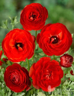 Menu Red Tecolote® Ranunculus