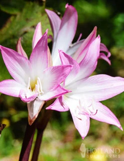 Menu Amaryllis Belladonna