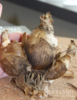 Menu Amaryllis Belladonna -Gardening Series Store 78120 amaryllis belladonna 3