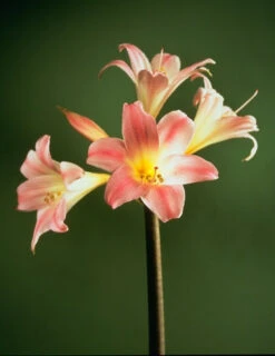 Menu Amaryllis Belladonna -Gardening Series Store 78120 amaryllis belladonna 4