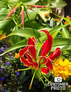 Menu Glory Lily -Gardening Series Store 78121 glory lily