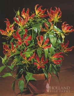 Menu Glory Lily -Gardening Series Store 78121 glory lily 4