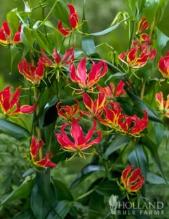 Menu Glory Lily -Gardening Series Store 78121 glory lily 5