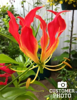 Menu Glory Lily -Gardening Series Store 78121 glory lily 6