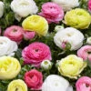 Menu Pastel Mix Tecolote® Ranunculus -Gardening Series Store 78123 pastel ranunculus