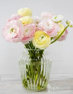 Menu Pastel Mix Tecolote® Ranunculus -Gardening Series Store 78123 pastel ranunculus 2