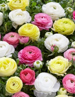 Menu Pastel Mix Tecolote® Ranunculus