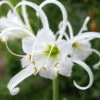 Menu Peruvian Daffodil Or Spider Flower -Gardening Series Store 78124 peruvian daffodil
