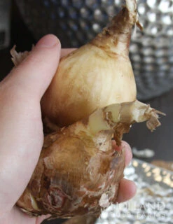 Menu Peruvian Daffodil Or Spider Flower -Gardening Series Store 78124 peruvian daffodil 2