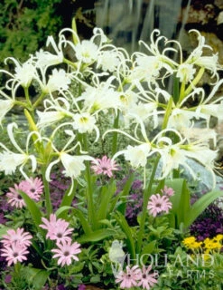 Menu Peruvian Daffodil Or Spider Flower -Gardening Series Store 78124 peruvian daffodil 3