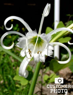 Menu Peruvian Daffodil Or Spider Flower -Gardening Series Store 78124 peruvian daffodil 4