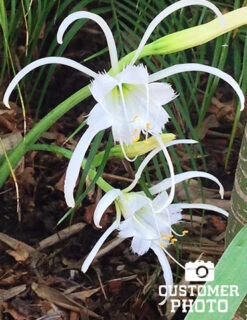 Menu Peruvian Daffodil Or Spider Flower -Gardening Series Store 78124 peruvian daffodil 5