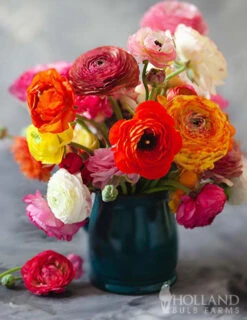 Menu Picotee Mix Tecolote® Ranunculus -Gardening Series Store 78126 picotee ranunculus mixed