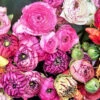 Menu Picotee Mix Tecolote® Ranunculus -Gardening Series Store 78126 picotee ranunculus mixed 3