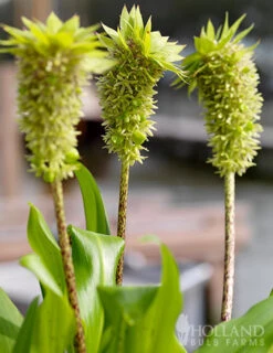 Menu Deer Resistant Container Garden Collection -Gardening Series Store 78127 pineapple lily