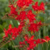 Menu Montbretia Or Crocosmia -Gardening Series Store 78128 montbretia