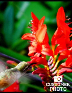 Menu Montbretia Or Crocosmia -Gardening Series Store 78128 montbretia 3