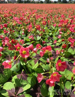 Menu Iron Cross (Oxalis) -Gardening Series Store 78131 iron cross oxalis 2