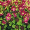 Menu Iron Cross (Oxalis) -Gardening Series Store 78131 iron cross oxalis 3