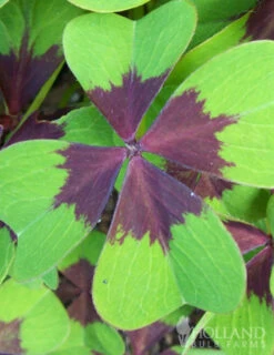 Menu Iron Cross (Oxalis) -Gardening Series Store 78131 iron cross oxalis 4