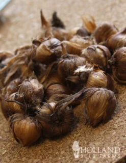 Menu Iron Cross (Oxalis) -Gardening Series Store 78131 iron cross oxalis 5