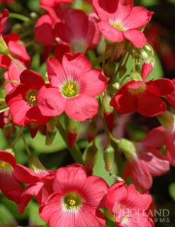 Menu Iron Cross (Oxalis) -Gardening Series Store 78131 iron cross oxalis 6