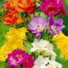 Menu Mixed Freesia Super Pack -Gardening Series Store 78135 mixed freesia 2