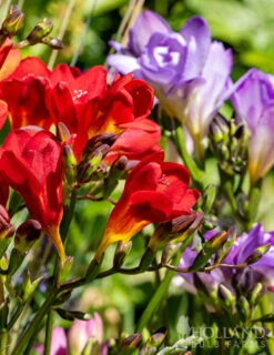 Menu Mixed Freesia Super Pack -Gardening Series Store 78135 mixed freesia