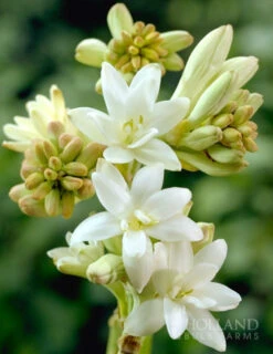 Menu Summer Moonlight Garden Flowers Collection -Gardening Series Store 78140 the pearl double flowering tuberosa 1