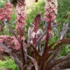Menu Sparkling Burgundy Pineapple Lily -Gardening Series Store 78144
