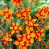 Menu Emily McKenzie Crocosmia -Gardening Series Store 78145