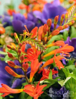 Menu Emily McKenzie Crocosmia -Gardening Series Store 78145 emily mckenzie crocosmia 3