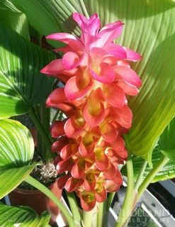 Menu Banrai Red Curcuma