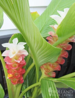 Menu Manee Siam Curcuma -Gardening Series Store 78170 manee siam curcuma 3