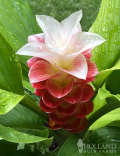 Menu Curcuma Collection -Gardening Series Store 78170 manee siam curcuma 5 1