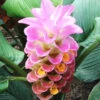 Menu Sweet Memory Curcuma -Gardening Series Store 78171 sweet memory curcuma 1