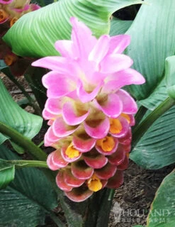 Menu Curcuma Collection -Gardening Series Store 78171 sweet memory curcuma