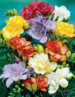 Menu Fairy Flower Collection -Gardening Series Store 78172 mixed double freesia