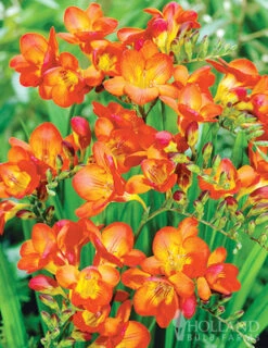 Menu Orange Freesia