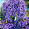 Menu Blue Agapanthus -Gardening Series Store 78174 blue agapanthus