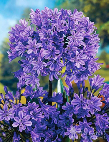 Menu Blue Agapanthus 3 Menu Blue Agapanthus