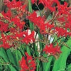 Menu Lucifer Crocosmia -Gardening Series Store 78178 lucifer crocosmia